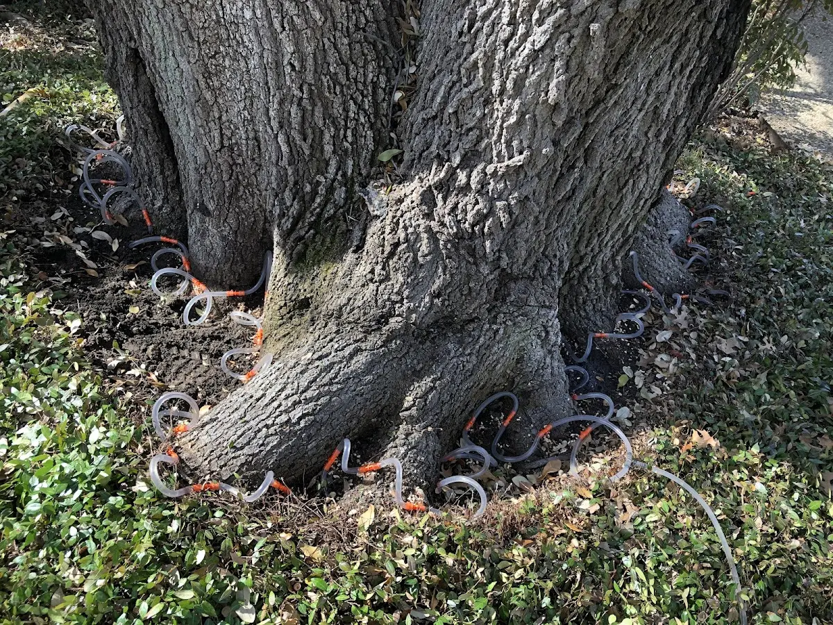 Detailed Shrub and Hedge Trimming job site in D Hanis