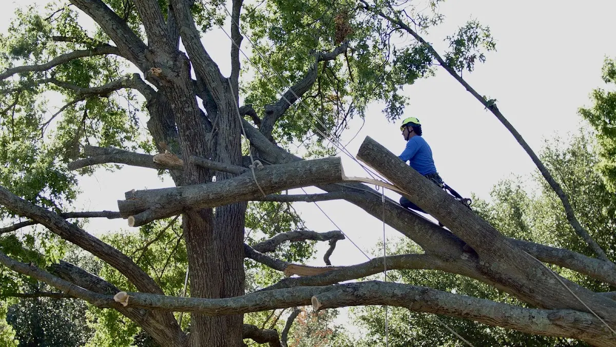 Professional Crown Thinning performed by certified arborists in D Hanis