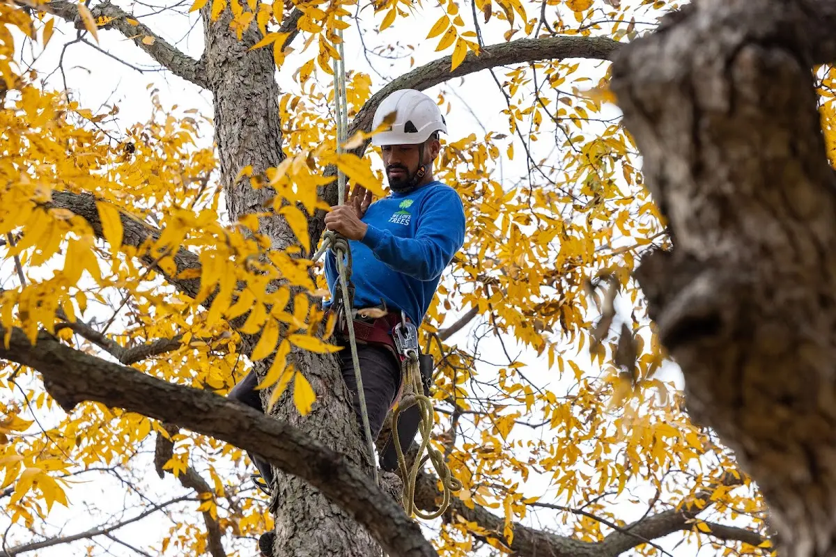 Skilled Tree Planing crew working in D Hanis